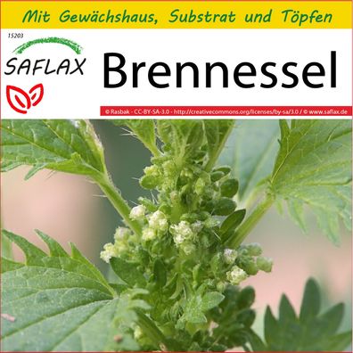 SAFLAX Anzucht Set - Brennessel - Urtica - 150 Samen