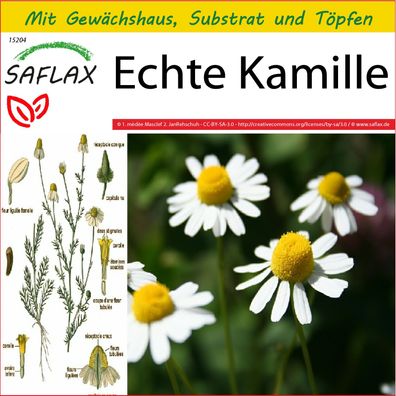 SAFLAX Anzucht Set - Echte Kamille - Matricaria - 300 Samen