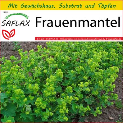 SAFLAX Anzucht Set - Frauenmantel - Alchemilla - 100 Samen
