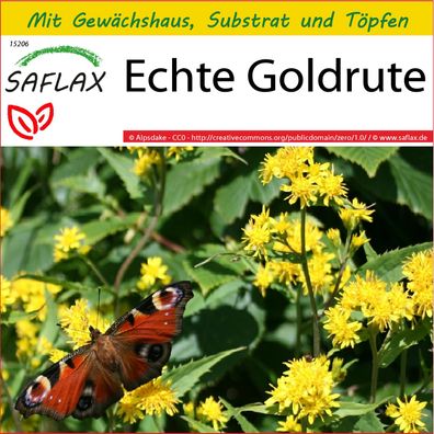 SAFLAX Anzucht Set - Echte Goldrute - Solidago - 100 Samen