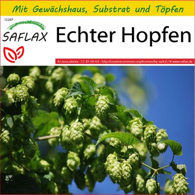 SAFLAX Anzucht Set - Echter Hopfen - Humulus - 50 Samen