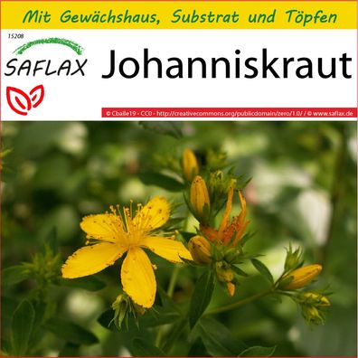 SAFLAX Anzucht Set - Johanniskraut - Hypericum - 300 Samen
