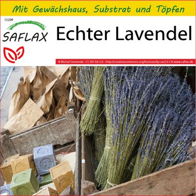 SAFLAX Anzucht Set - Echter Lavendel - Lavandula - 150 Samen