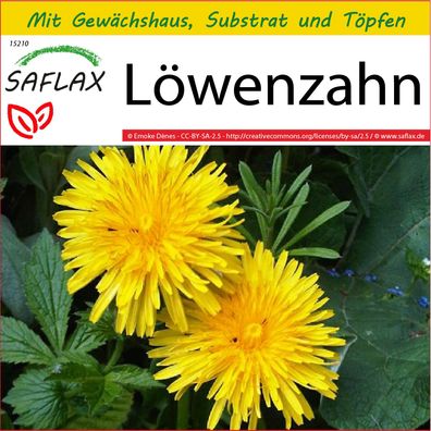 SAFLAX Anzucht Set - Löwenzahn - Taraxacum - 200 Samen