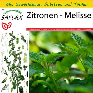 SAFLAX Anzucht Set - Zitronen - Melisse - Melissa - 150 Samen