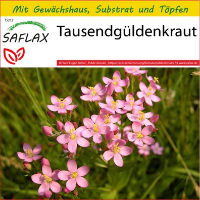 SAFLAX Anzucht Set - Tausendgüldenkraut - Centaurium - 250 Samen