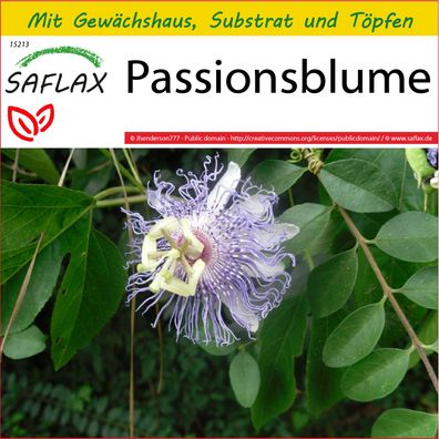 SAFLAX Anzucht Set - Passionsblume - Passiflora - 5 Samen