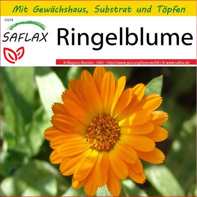 SAFLAX Anzucht Set - Ringelblume - Calendula - 50 Samen