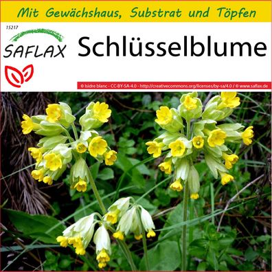 SAFLAX Anzucht Set - Schlüsselblume - Primula - 100 Samen