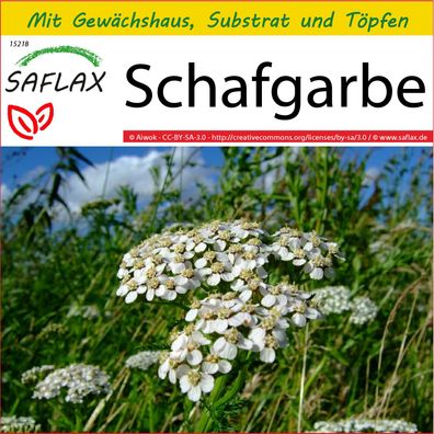 SAFLAX Anzucht Set - Schafgarbe - Achillea - 200 Samen