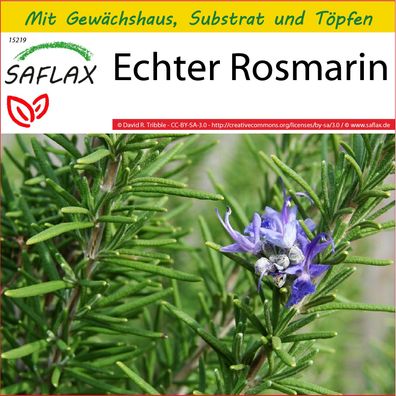 SAFLAX Anzucht Set - Echter Rosmarin - Rosmarinus - 100 Samen