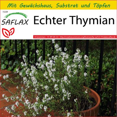 SAFLAX Anzucht Set - Echter Thymian - Thymus - 200 Samen