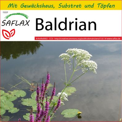 SAFLAX Anzucht Set - Baldrian - Valeriana - 200 Samen