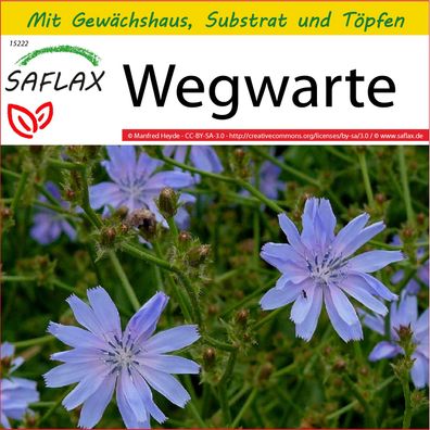 SAFLAX Anzucht Set - Wegwarte - Cichorium - 250 Samen