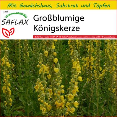 SAFLAX Anzucht Set - Großblumige Königskerze - Verbascum - 500 Samen