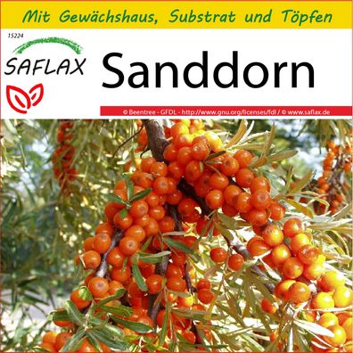 SAFLAX Anzucht Set - Sanddorn - Hippophae - 40 Samen
