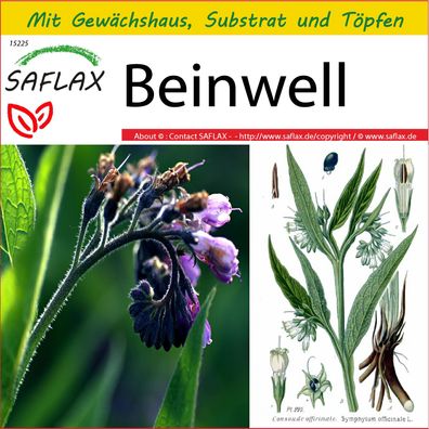 SAFLAX Anzucht Set - Beinwell - Symphytum - 15 Samen