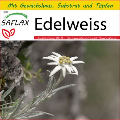 SAFLAX Anzucht Set - Edelweiss - Leontopodium - 500 Samen
