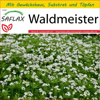SAFLAX Anzucht Set - Waldmeister - Galium - 20 Samen