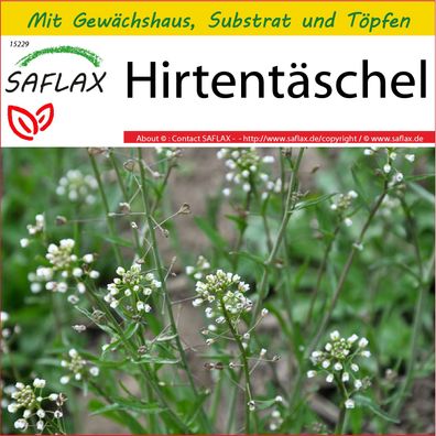 SAFLAX Anzucht Set - Hirtentäschel - Capsella - 1000 Samen
