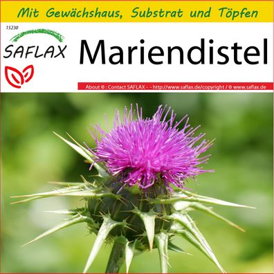 SAFLAX Anzucht Set - Mariendistel - Silybum - 75 Samen