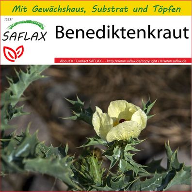 SAFLAX Anzucht Set - Benediktenkraut - Cnicus - 50 Samen
