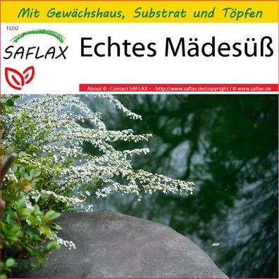 SAFLAX Anzucht Set - Echtes Mädesüß - Filipendula - 500 Samen