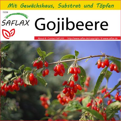 SAFLAX Anzucht Set - Gojibeere - Lycium - 200 Samen