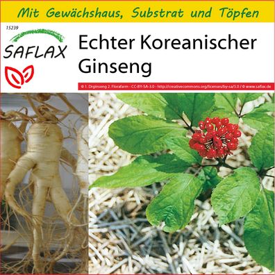 SAFLAX Anzucht Set - Echter Koreanischer Ginseng - Panax - 10 Samen