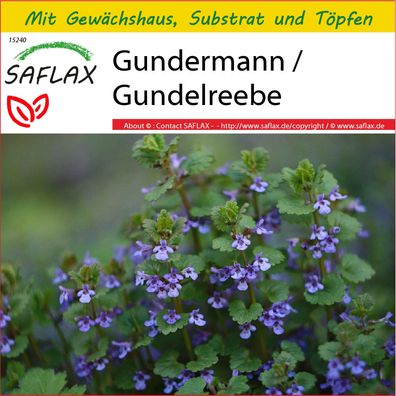 SAFLAX Anzucht Set - Gundermann / Gundelreebe - Glechoma - 75 Samen