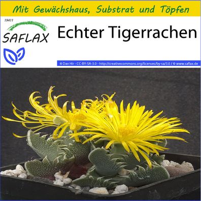 SAFLAX Anzucht Set - Echter Tigerrachen - Faucaria - 40 Samen