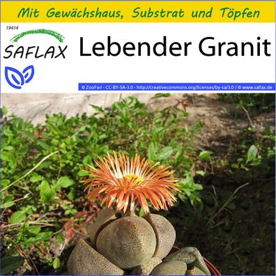 SAFLAX Anzucht Set - Lebender Granit - Pleiospilos - 40 Samen