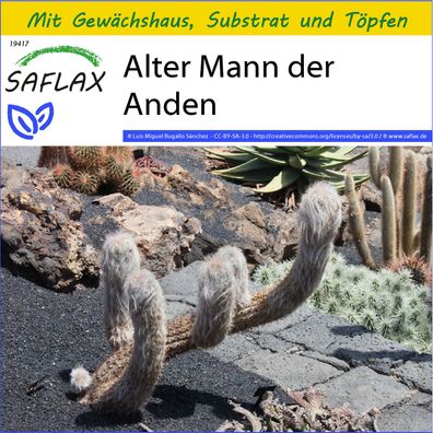 SAFLAX Anzucht Set - Alter Mann der Anden - Oreocereus - 40 Samen