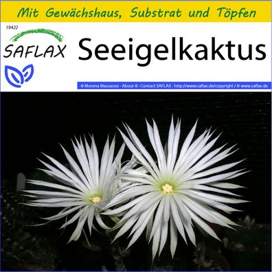 SAFLAX Anzucht Set - Seeigelkaktus - Echinopsis - 40 Samen