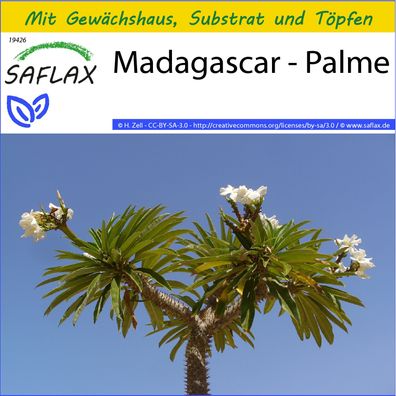 SAFLAX Anzucht Set - Madagascar - Palme - Pachypodium - 10 Samen