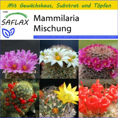 SAFLAX Anzucht Set - Mammilaria Mischung - Mammilaria - 40 Samen