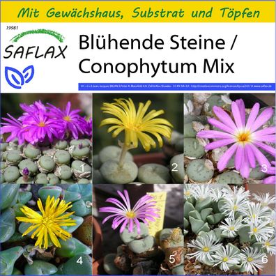 SAFLAX Anzucht Set - Blühende Steine / Conophytum Mix - Conophytum - 40 Samen