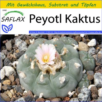 SAFLAX Anzucht Set - Peyotl Kaktus - Lophophora - 20 Samen