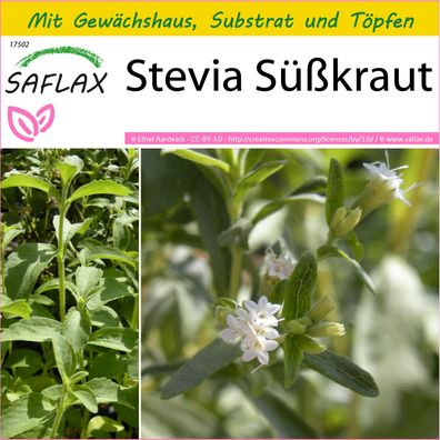 SAFLAX Anzucht Set - Stevia Süßkraut - Stevia - 100 Samen