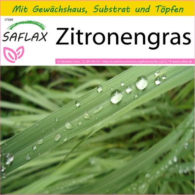 SAFLAX Anzucht Set - Zitronengras - Cymbopogon - 50 Samen