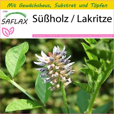 SAFLAX Anzucht Set - Süßholz / Lakritze - Glycyrrhiza - 30 Samen