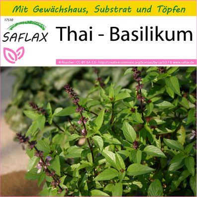 SAFLAX Anzucht Set - Thai - Basilikum - Ocimum - 200 Samen
