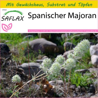 SAFLAX Anzucht Set - Spanischer Majoran - Thymus - 250 Samen