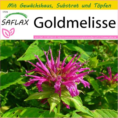 SAFLAX Anzucht Set - Goldmelisse - Monarda - 20 Samen