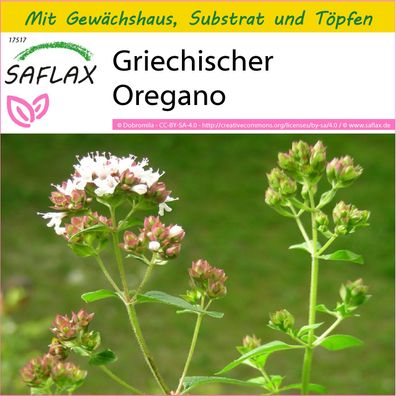 SAFLAX Anzucht Set - Griechischer Oregano - Origanum - 600 Samen