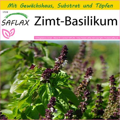 SAFLAX Anzucht Set - Zimt-Basilikum - Ocimum - 200 Samen