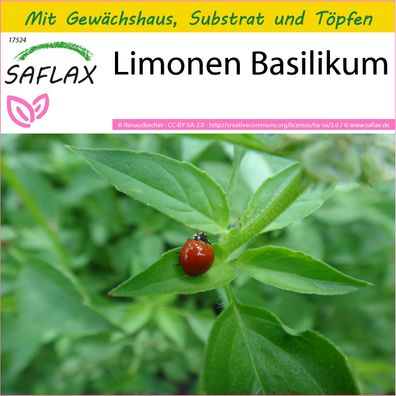 SAFLAX Anzucht Set - Limonen Basilikum - Ocimum - 200 Samen