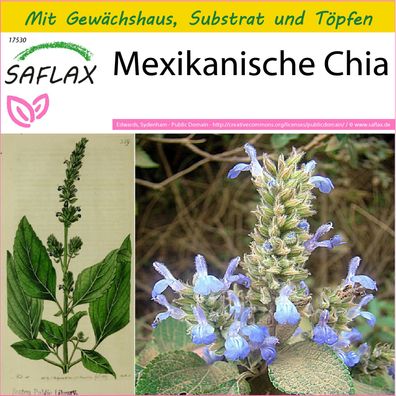 SAFLAX Anzucht Set - Mexikanische Chia - Salvia - 500 Samen