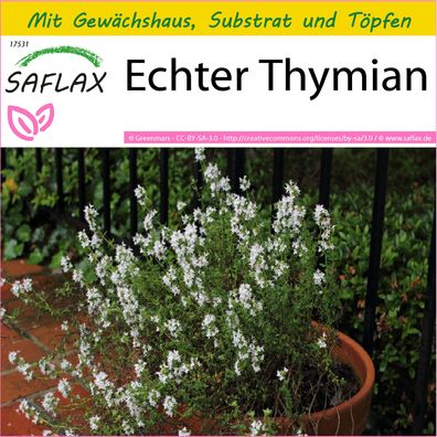 SAFLAX Anzucht Set - Echter Thymian - Thymus - 200 Samen