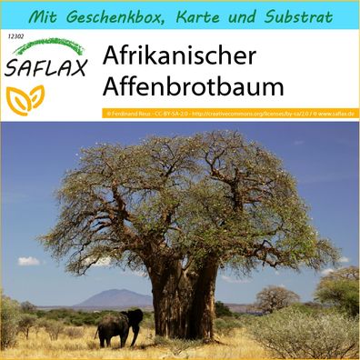 SAFLAX Geschenk Set - Afrikanischer Affenbrotbaum - Adansonia - 6 Samen